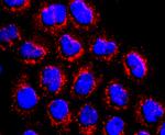 ATP Synthase beta Antibody in Immunocytochemistry (ICC/IF)