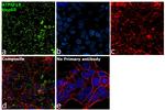 ATP Synthase beta Antibody in Immunocytochemistry (ICC/IF)