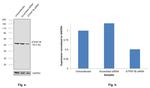 ATP Synthase beta Antibody