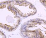 TLR5 Antibody in Immunohistochemistry (Paraffin) (IHC (P))