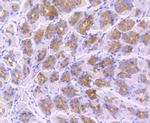 TLR5 Antibody in Immunohistochemistry (Paraffin) (IHC (P))