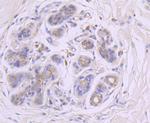 GBA Antibody in Immunohistochemistry (Paraffin) (IHC (P))