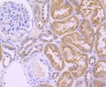 GBA Antibody in Immunohistochemistry (Paraffin) (IHC (P))