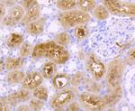 GBA Antibody in Immunohistochemistry (Paraffin) (IHC (P))