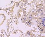 Cyclophilin A Antibody in Immunohistochemistry (Paraffin) (IHC (P))