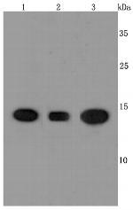 Cyclophilin A Antibody in Western Blot (WB)