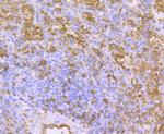 Aquaporin 1 Antibody in Immunohistochemistry (Paraffin) (IHC (P))