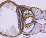 SMC3 Antibody in Immunohistochemistry (Paraffin) (IHC (P))