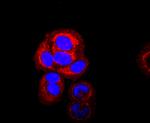 SDHA Antibody in Immunocytochemistry (ICC/IF)