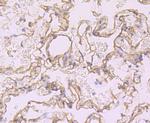 CD138 Antibody in Immunohistochemistry (Paraffin) (IHC (P))