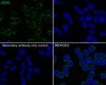 CD32 Antibody in Immunocytochemistry (ICC/IF)