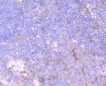 CD32 Antibody in Immunohistochemistry (Paraffin) (IHC (P))