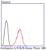 Cathepsin H/K/L/V Antibody in Flow Cytometry (Flow)