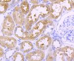 Cathepsin H/K/L/V Antibody in Immunohistochemistry (Paraffin) (IHC (P))