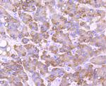 CYP2E1 Antibody in Immunohistochemistry (Paraffin) (IHC (P))