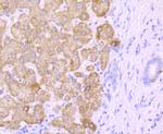 CYP2E1 Antibody in Immunohistochemistry (Paraffin) (IHC (P))