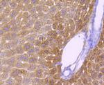 CYP2E1 Antibody in Immunohistochemistry (Paraffin) (IHC (P))