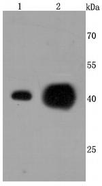 ATP5A1 Antibody in Western Blot (WB)