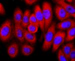 FKBP12 Antibody in Immunocytochemistry (ICC/IF)