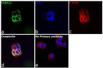 FKBP12 Antibody in Immunocytochemistry (ICC/IF)