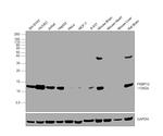 FKBP12 Antibody