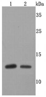 FKBP12 Antibody in Western Blot (WB)