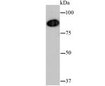 VCP Antibody in Western Blot (WB)