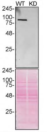 VCP Antibody