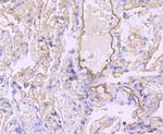 Claudin 5 Antibody in Immunohistochemistry (Paraffin) (IHC (P))