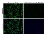 Podoplanin Antibody in Immunohistochemistry (Paraffin) (IHC (P))