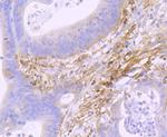 Podoplanin Antibody in Immunohistochemistry (Paraffin) (IHC (P))