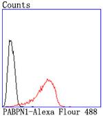 PABPN1 Antibody in Flow Cytometry (Flow)