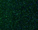 GAD67 Antibody in Immunohistochemistry (Frozen) (IHC (F))