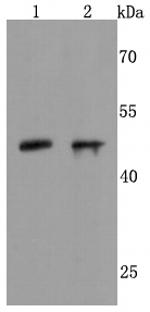 NeuroD1 Antibody in Western Blot (WB)