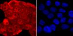 TDP-43 Antibody in Immunocytochemistry (ICC/IF)