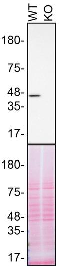 TDP-43 Antibody in Western Blot (WB)