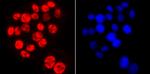 Phospho-RNA pol II CTD (Ser2) Antibody in Immunocytochemistry (ICC/IF)