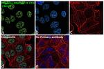 Phospho-RNA pol II CTD (Ser2) Antibody in Immunocytochemistry (ICC/IF)