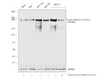 Phospho-RNA pol II CTD (Ser2) Antibody in Western Blot (WB)