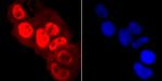 Phospho-RNA pol II CTD (Ser5) Antibody in Immunocytochemistry (ICC/IF)