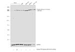 Phospho-RNA pol II CTD (Ser5) Antibody in Western Blot (WB)