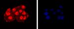 CTCF Antibody in Immunocytochemistry (ICC/IF)