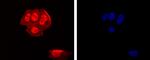 CTCF Antibody in Immunocytochemistry (ICC/IF)