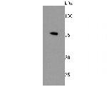 CTCF Antibody in Western Blot (WB)