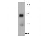 CTCF Antibody in Western Blot (WB)