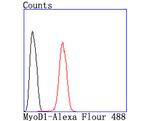 MYOD Antibody in Flow Cytometry (Flow)
