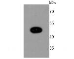 MYOD Antibody in Western Blot (WB)