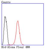 BID Antibody in Flow Cytometry (Flow)