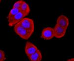 BID Antibody in Immunocytochemistry (ICC/IF)