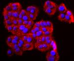 CD26 Antibody in Immunocytochemistry (ICC/IF)